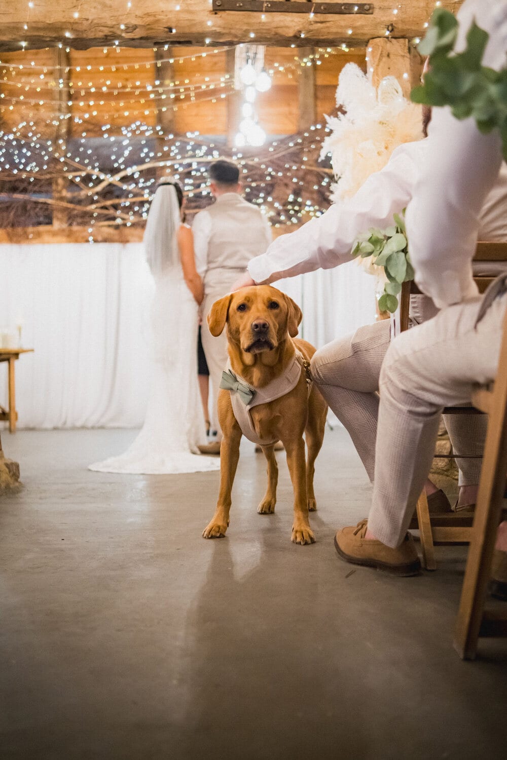 A four-legged best friend at The BarnYard