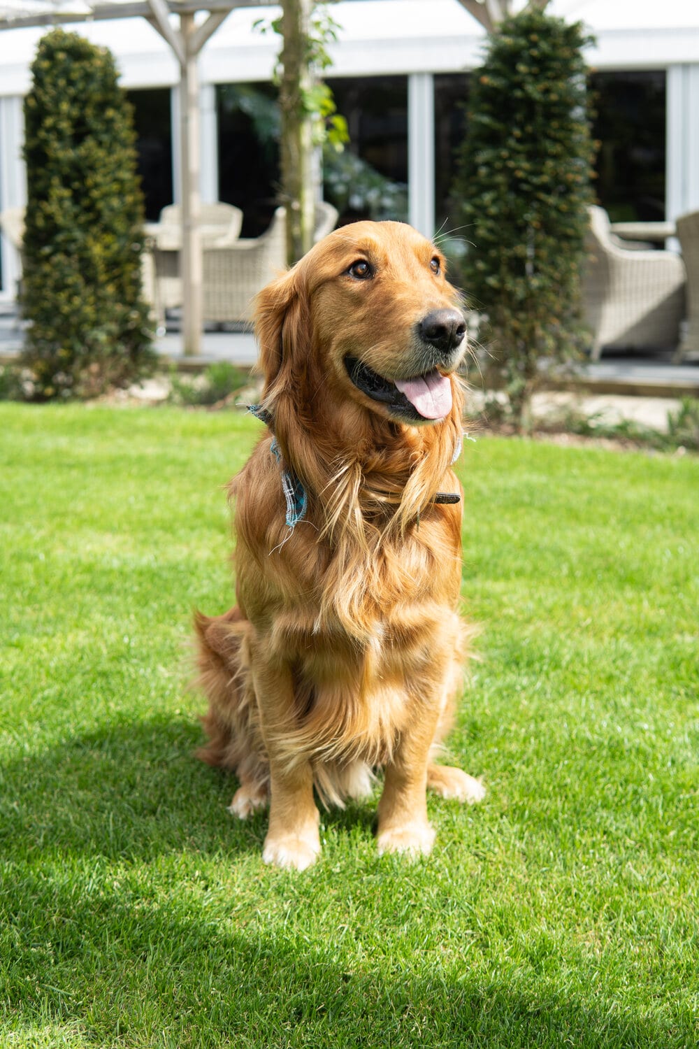 A pup joining the wedding celebrations