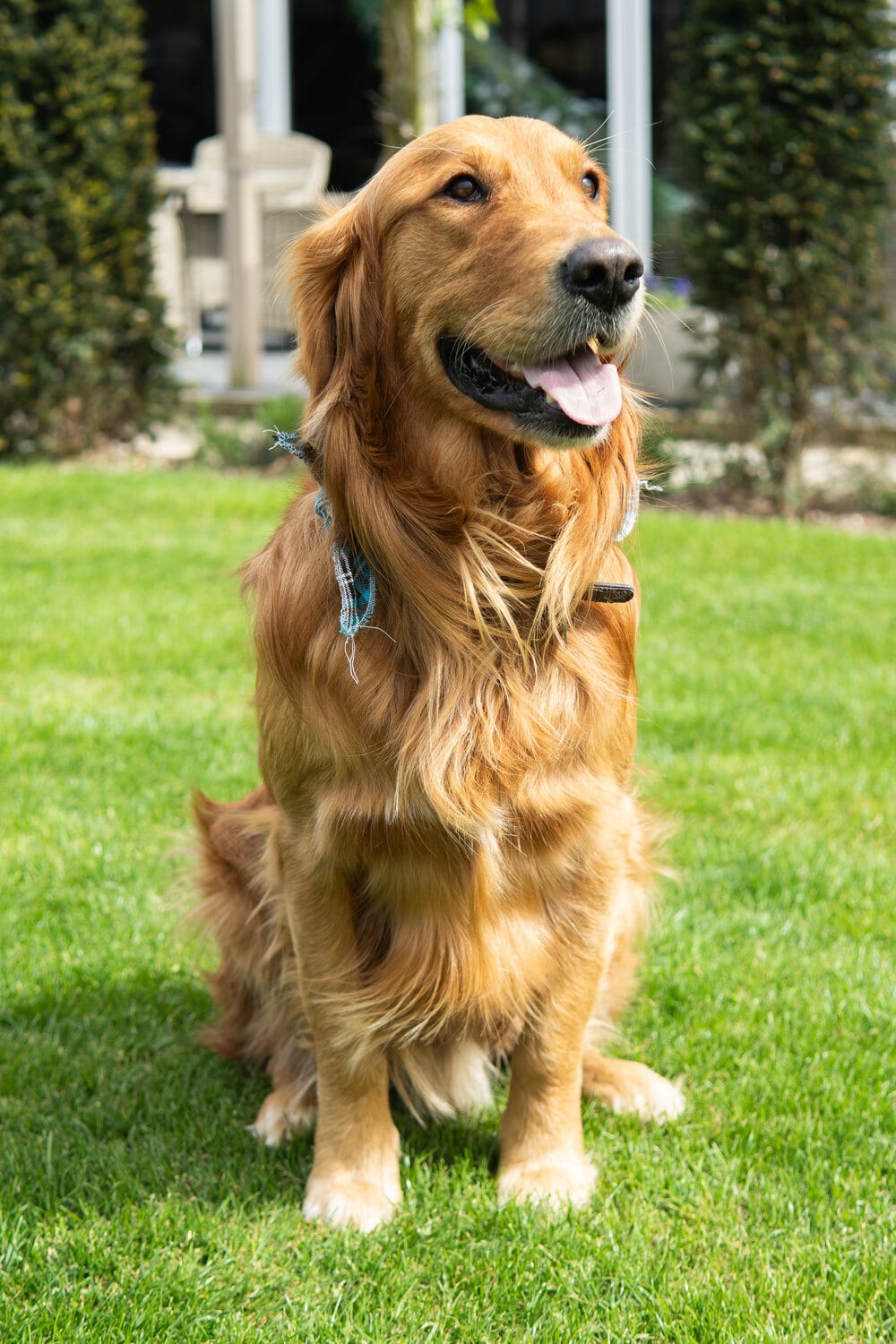 A dog enjoying the wedding day