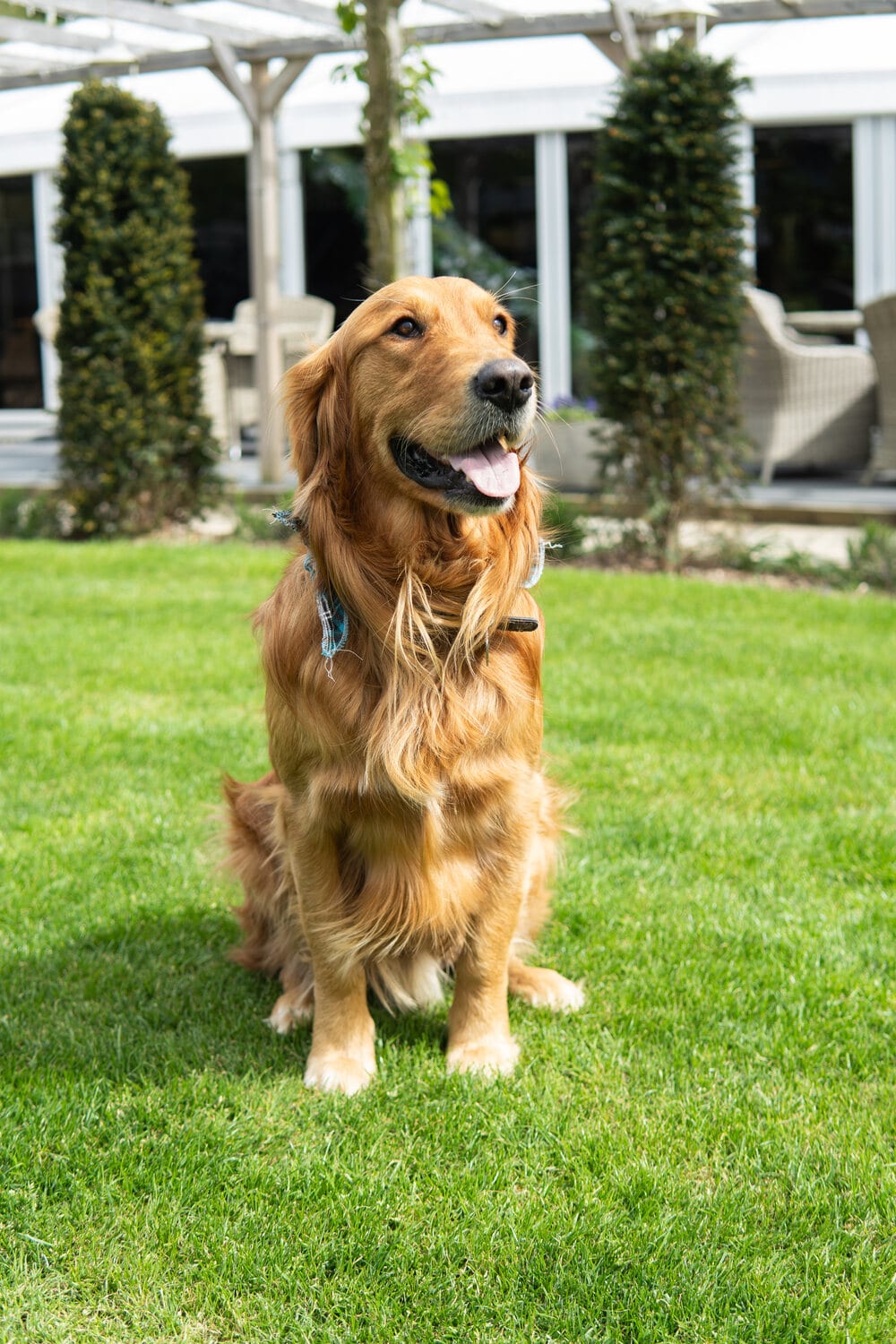 A beloved dog at a BarnYard wedding