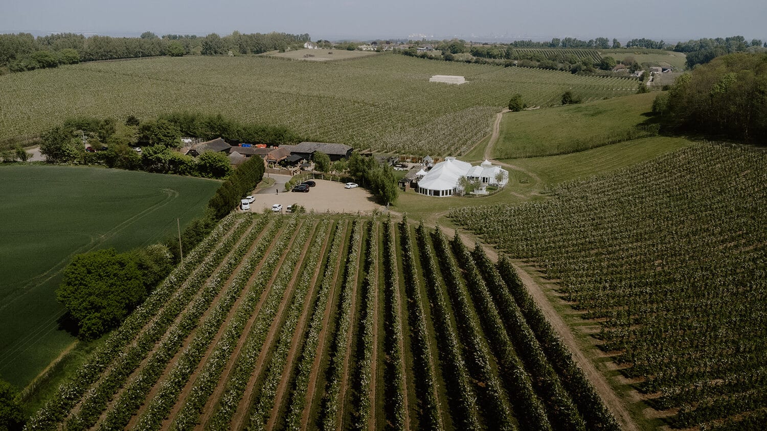 An aerial view over the orchard rows in bloom